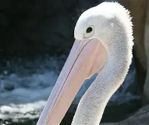 集结日新奥尔良鹈鹕门线救险:法国杯节点到来,引发热议,纪律约束更严格 集结日新奥尔良鹈鹕门线救险:法国杯节点到来,引发热议,纪律约束更严格